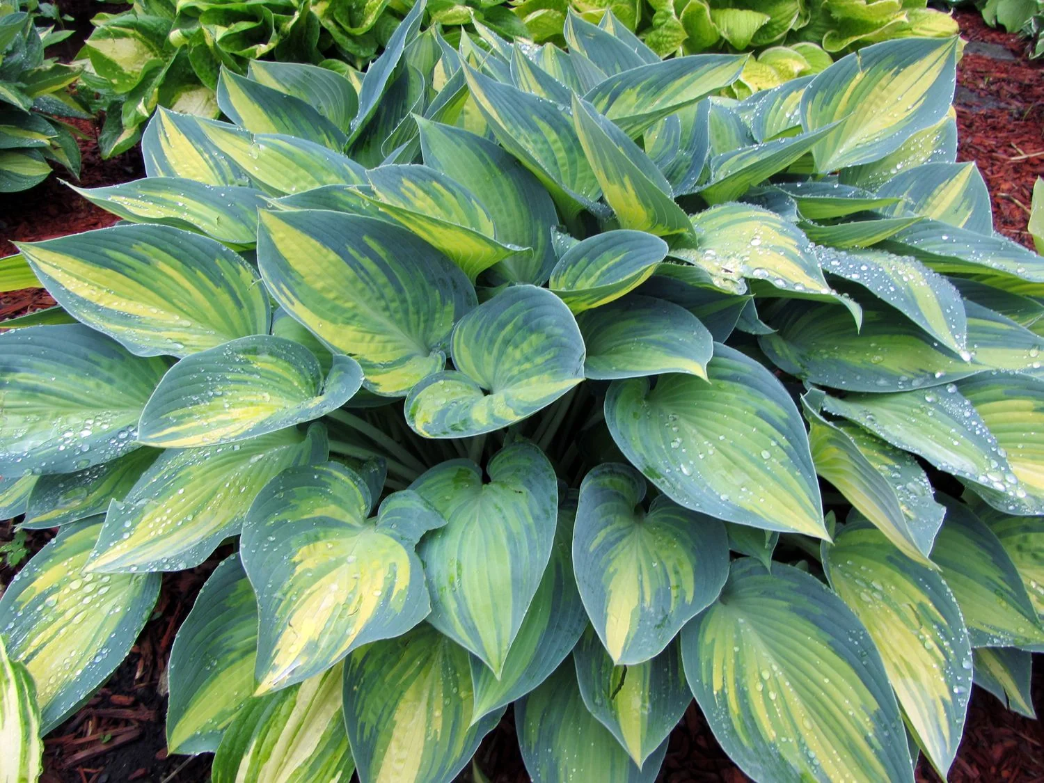 A 'June' hosta showing blue-green leaves with a creamy golden center growing in partial shade