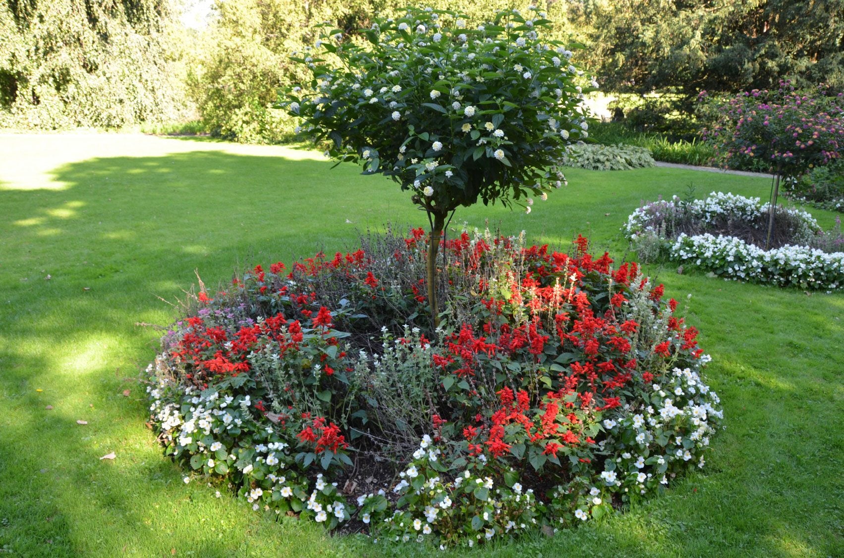 A circular perennial bed built at ground level around a mature tree, with a clear mulch-free ring at the trunk and layered hostas and epimedium outward