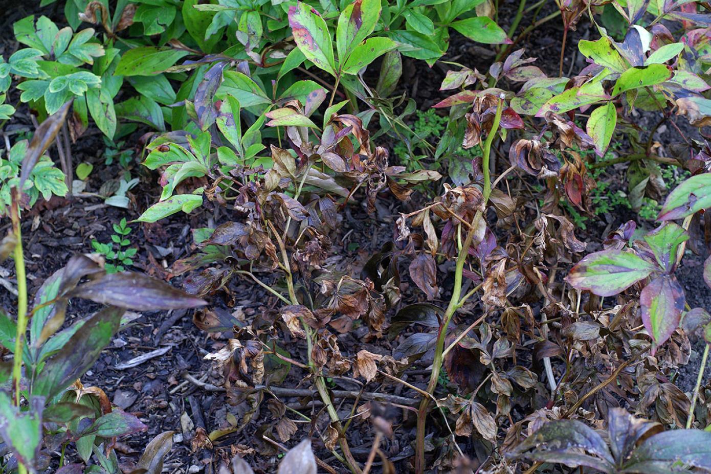 A close-up garden photograph of a peony bloom with browned petals and visible gray fuzzy botrytis mold on the fading flower tissue