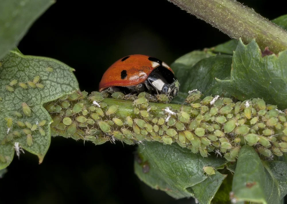 Predatory Bugs for Perennial Pest Control