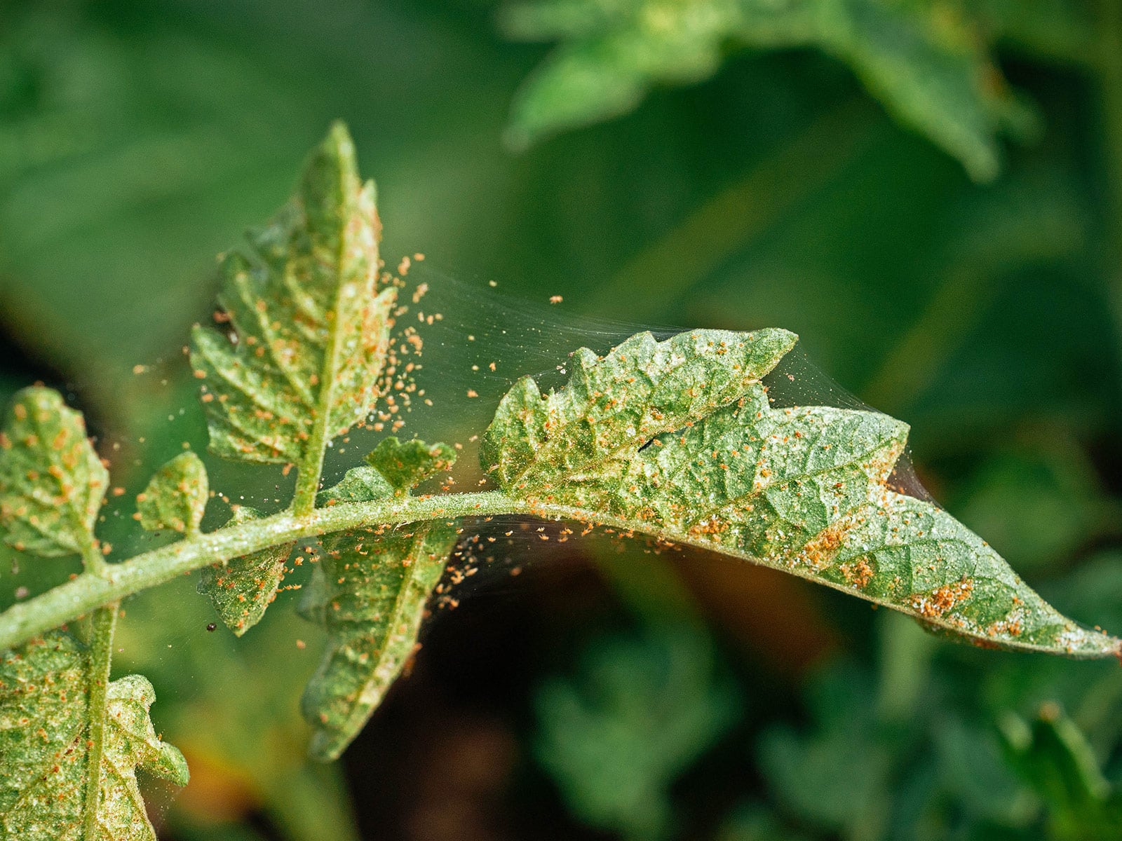 A close-up photograph of a perennial leaf underside showing spider mite stippling and tiny web strands near the veins