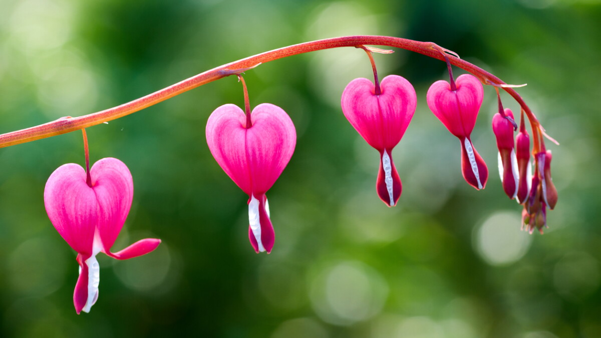 A close-up photograph of bleeding heart blossoms hanging in a row from a curved stem, showing the heart shape and white inner petals