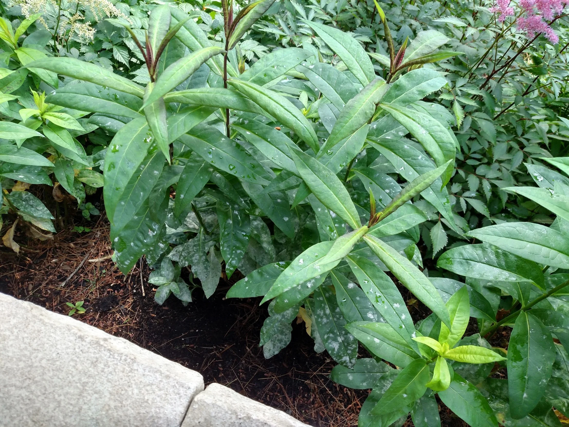 Powdery Mildew in Perennial Gardens