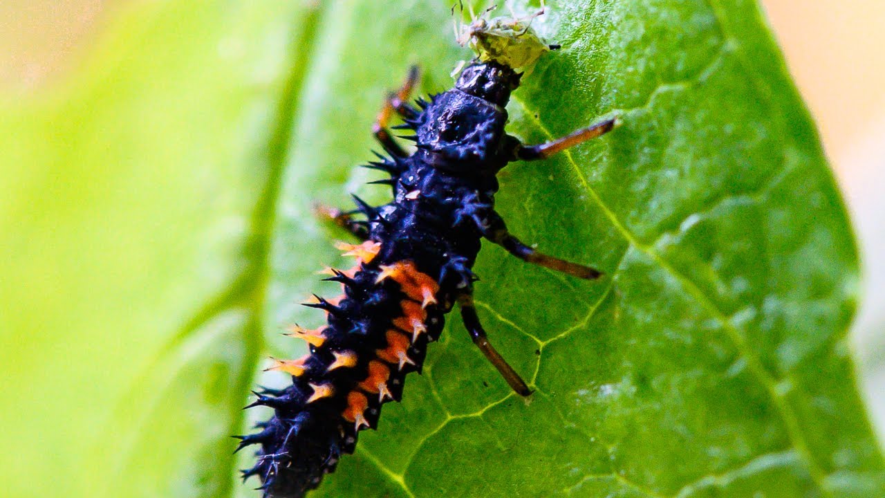 A close view of a lady beetle larva crawling among aphids on a perennial leaf in a garden