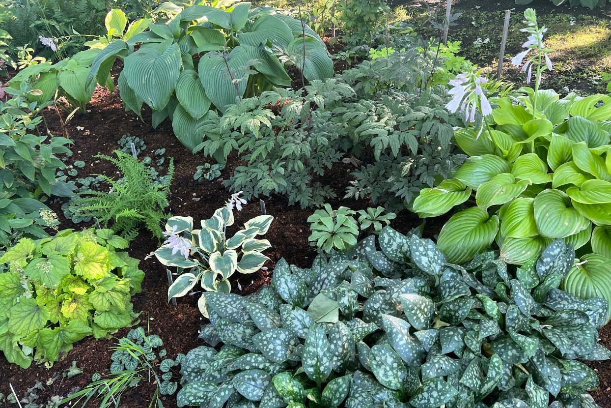 A close view of a mulched perennial border with visible crowns spaced cleanly above the mulch and healthy green growth emerging