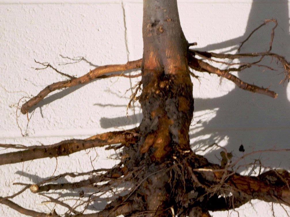 Prevent Crown Rot in Perennials