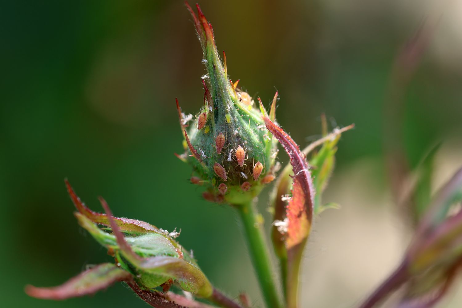 Get Rid of Aphids on Perennial Flowers Without Harming Pollinators