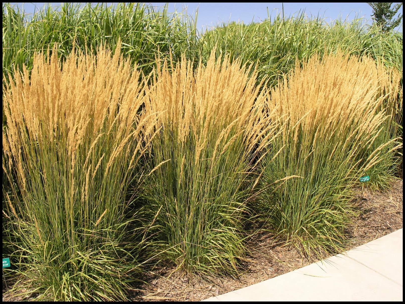 A clump of Karl Foerster feather reed grass with upright tan flower plumes growing in a sunny garden