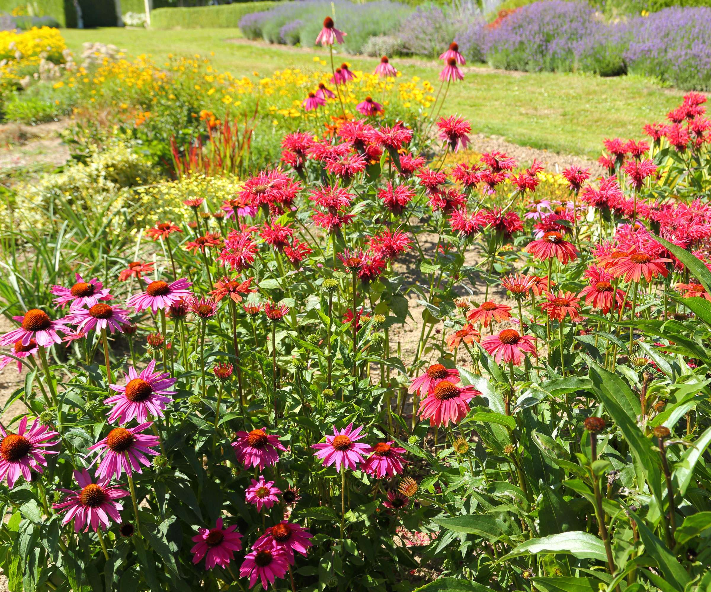 A curved garden bed with large drifts of red bee balm and pink coneflowers, with ornamental grass clumps behind and bees hovering over the blooms