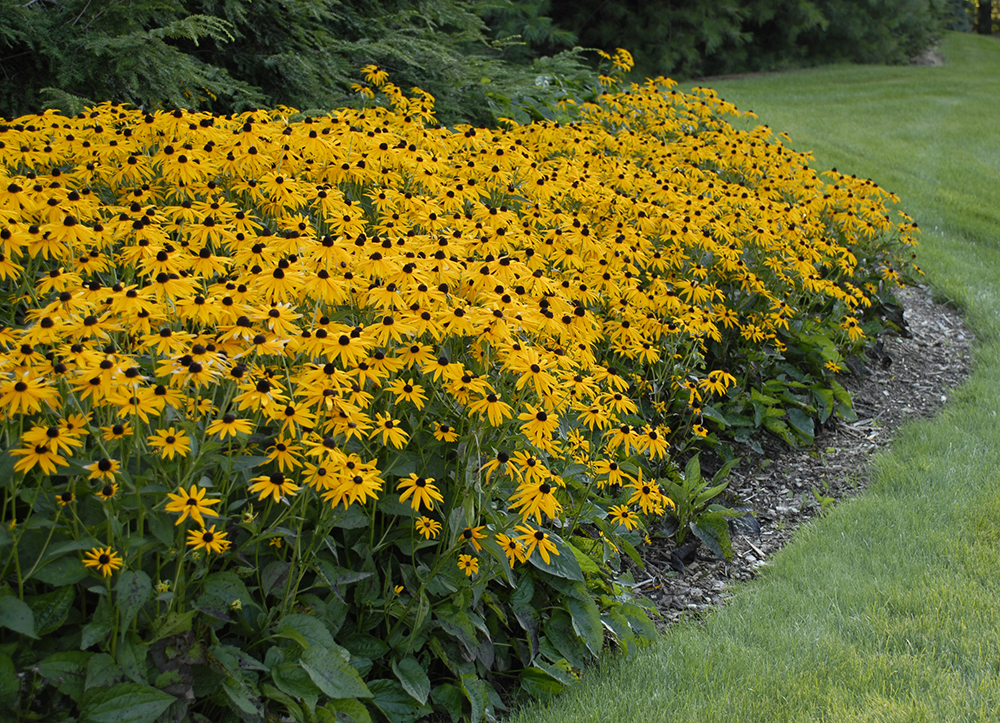 Black-Eyed Susan Varieties and Care