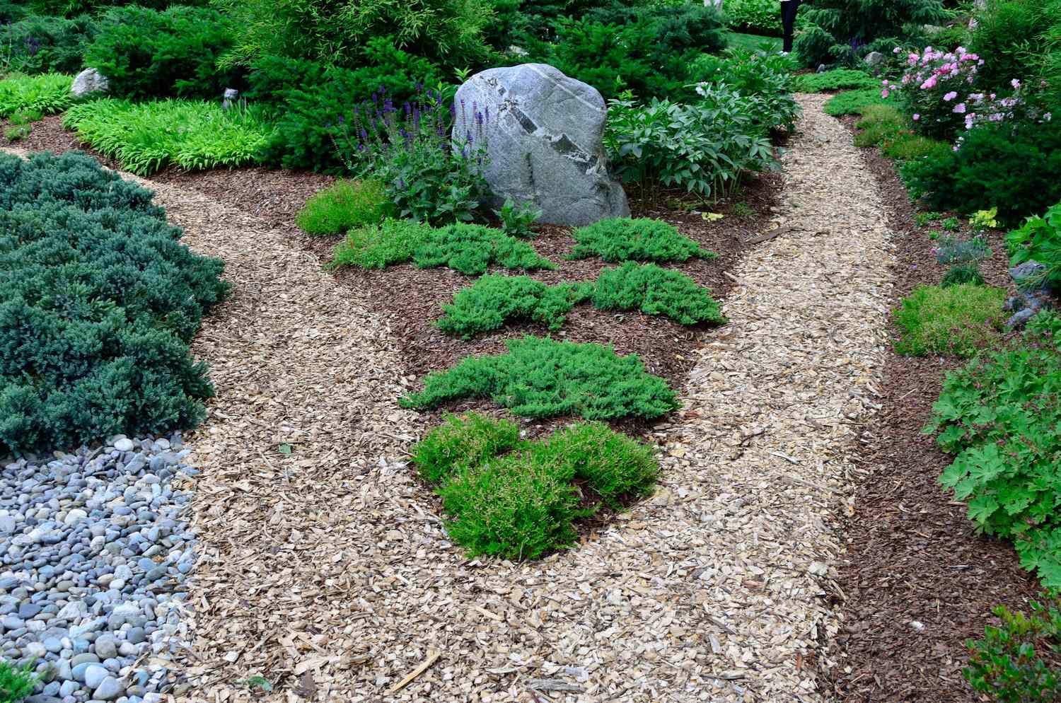 A fresh layer of shredded bark mulch spread evenly between established perennial clumps with visible bare rings around plant crowns