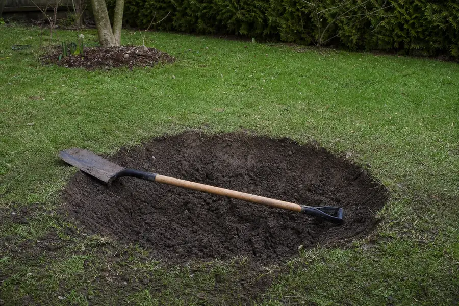 A freshly dug, wide planting hole in a garden bed with loosened soil around the edges and a shovel resting nearby