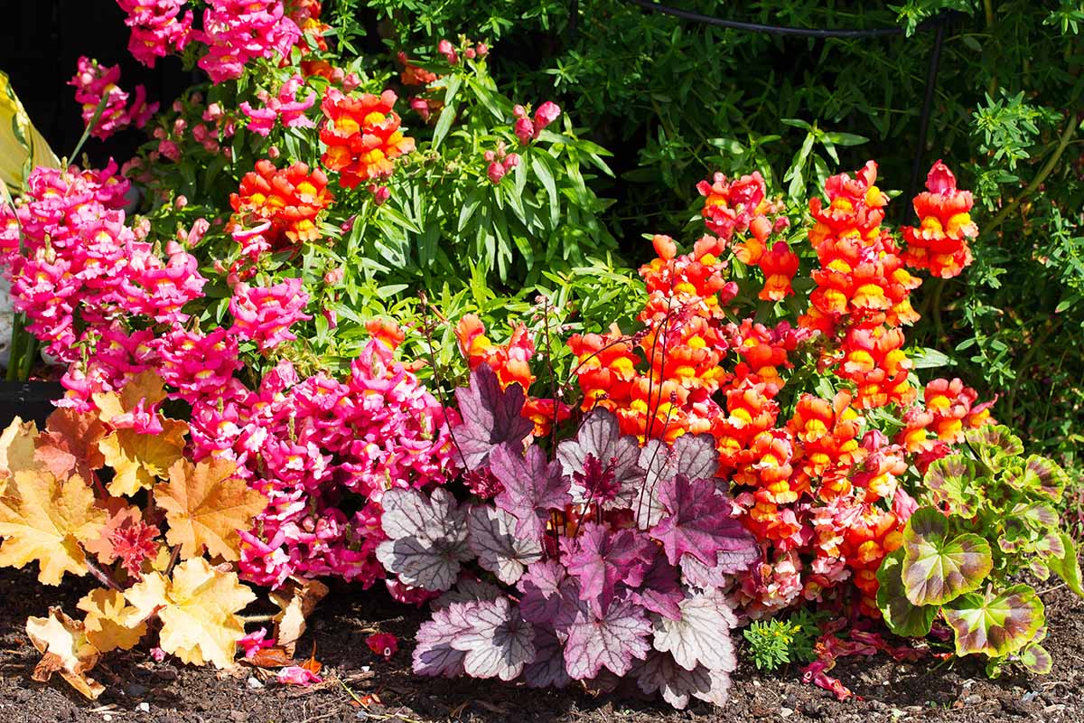 A garden bed with several coral bells varieties planted in small groups, showing contrasting foliage colors like lime green, copper, and deep purple in dappled light