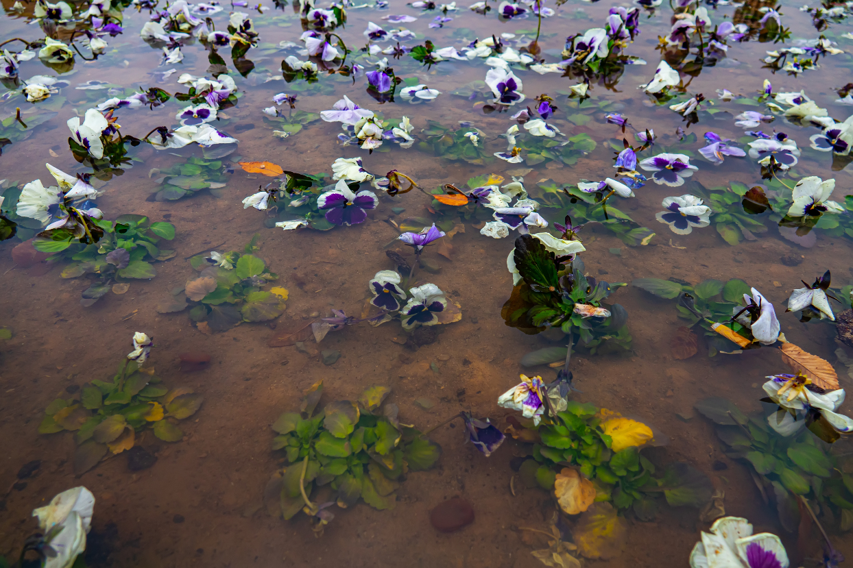 A garden bed with standing water in low spots and compacted soil around perennial clumps after heavy rain
