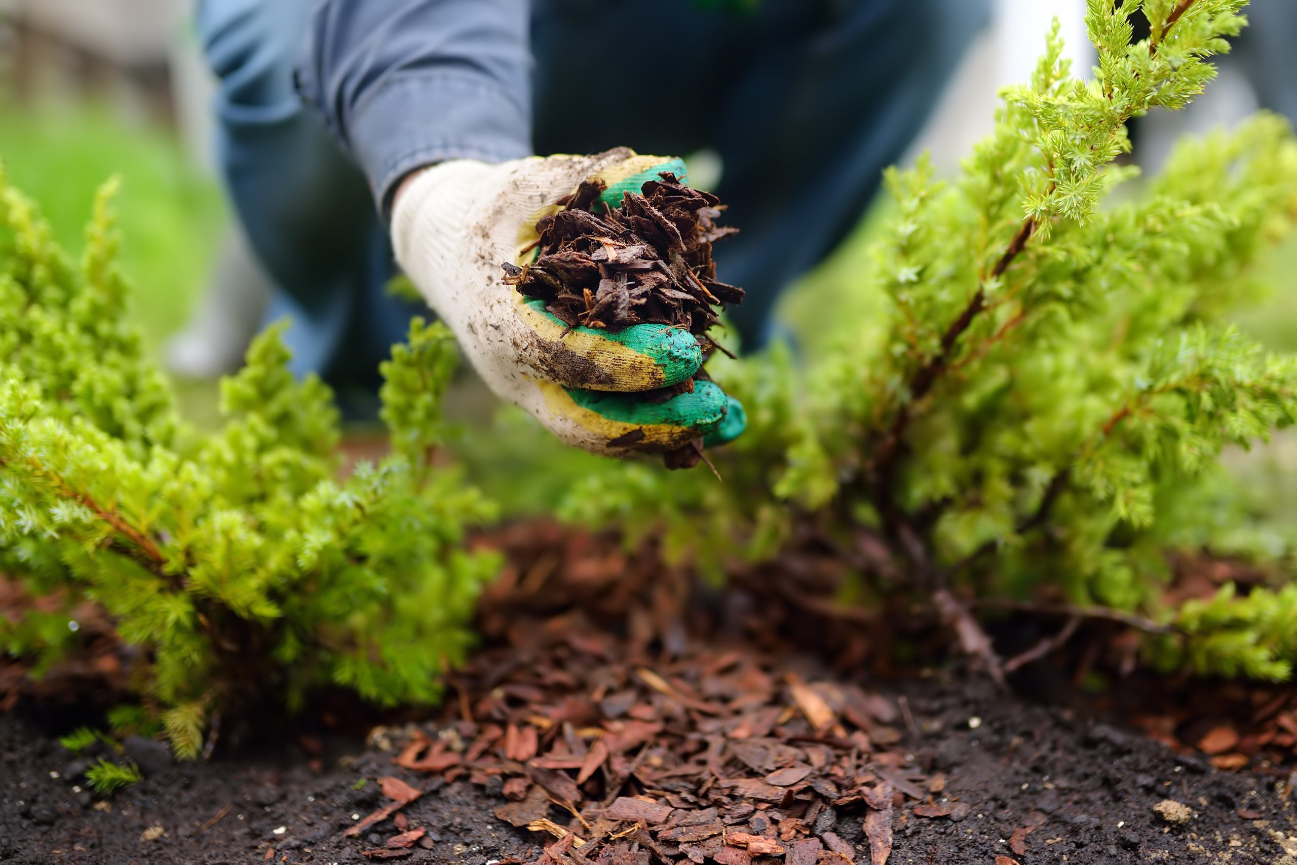 Preparing Perennials for Winter