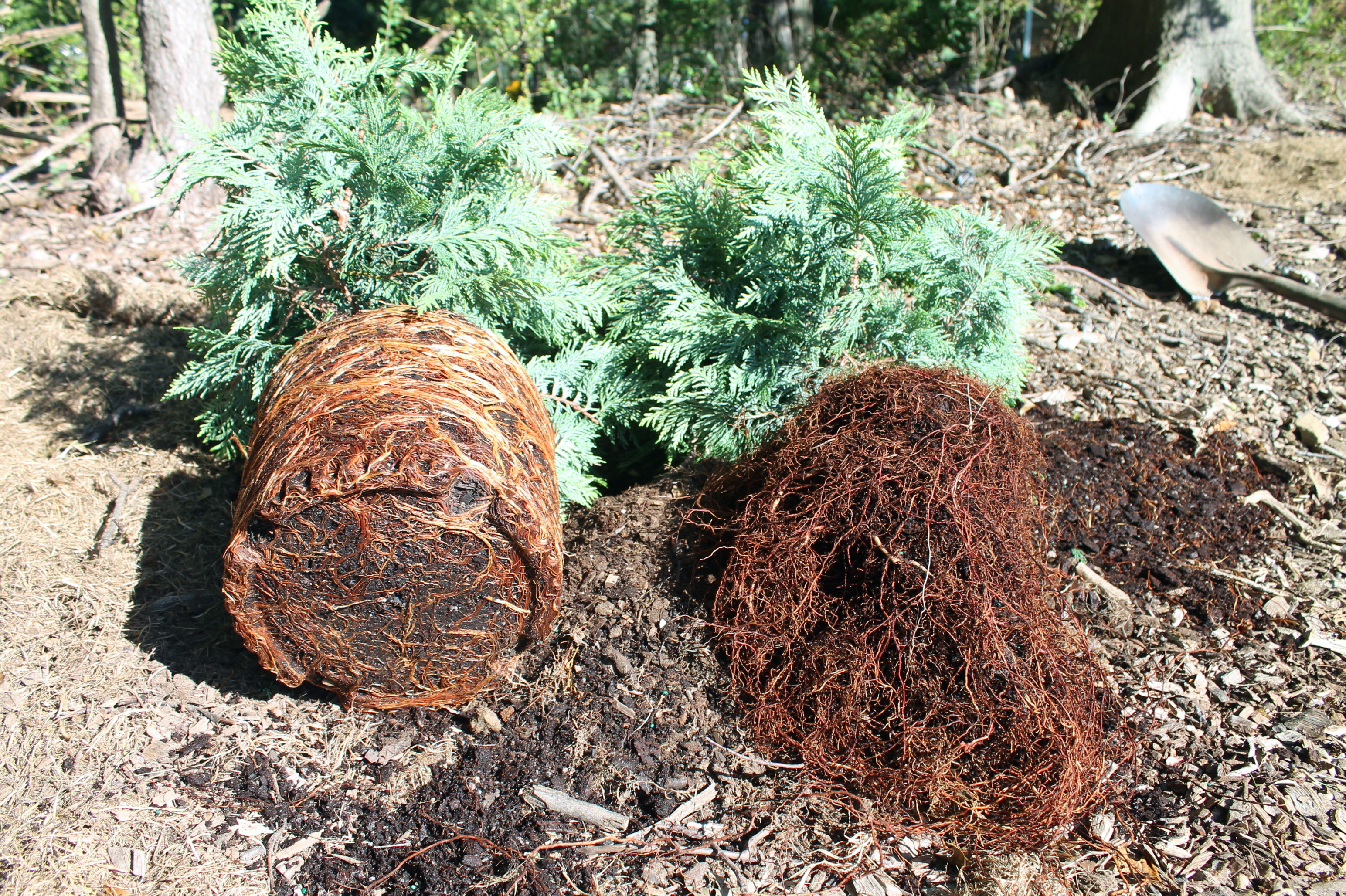 Transplanting Established Perennials Without Shock