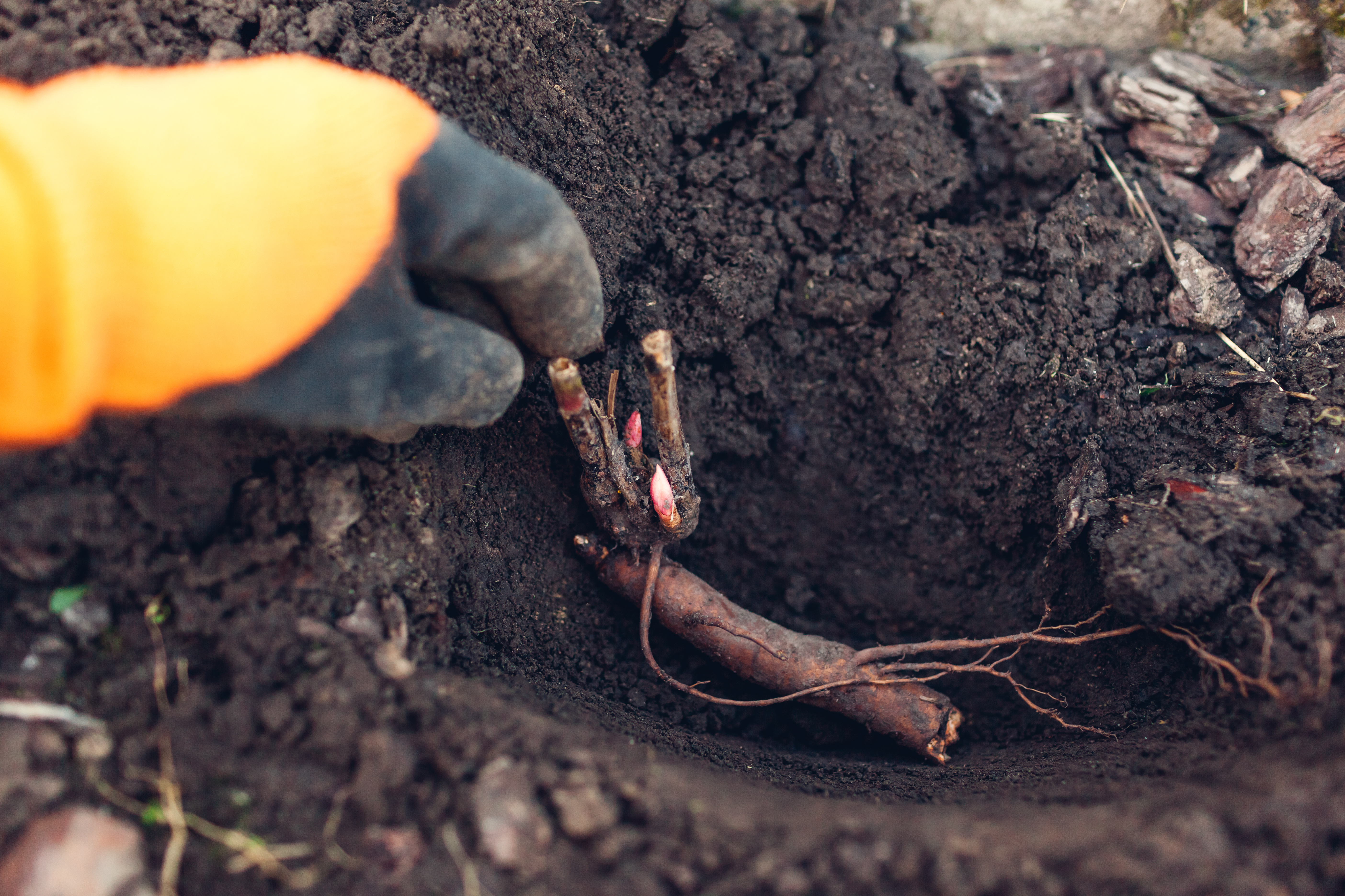 Planting Bare-Root Perennials