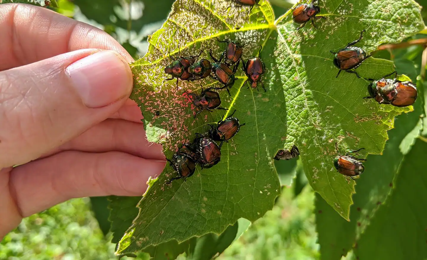 A gardener holding a jar of soapy water beneath a plant while tapping Japanese beetles into the jar