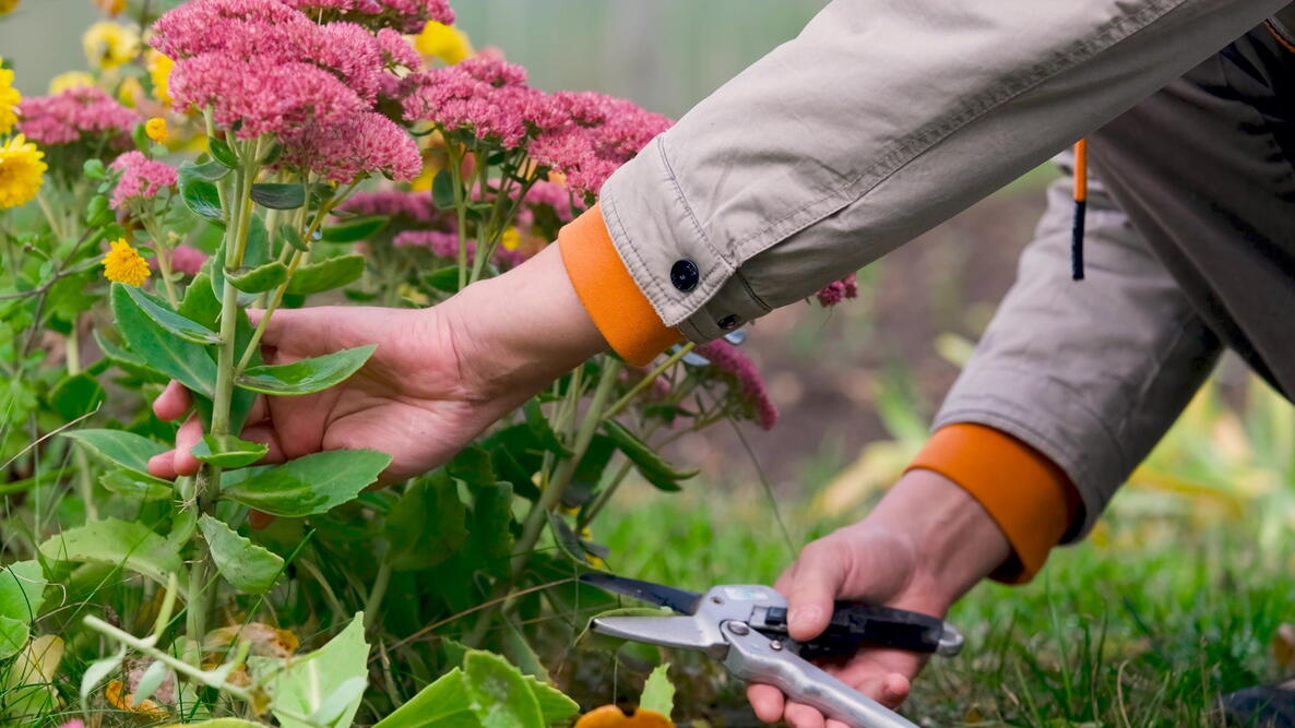 A gardener holding a small bundle of cut perennial stems and leaves next to a tidy flower bed during fall cleanup