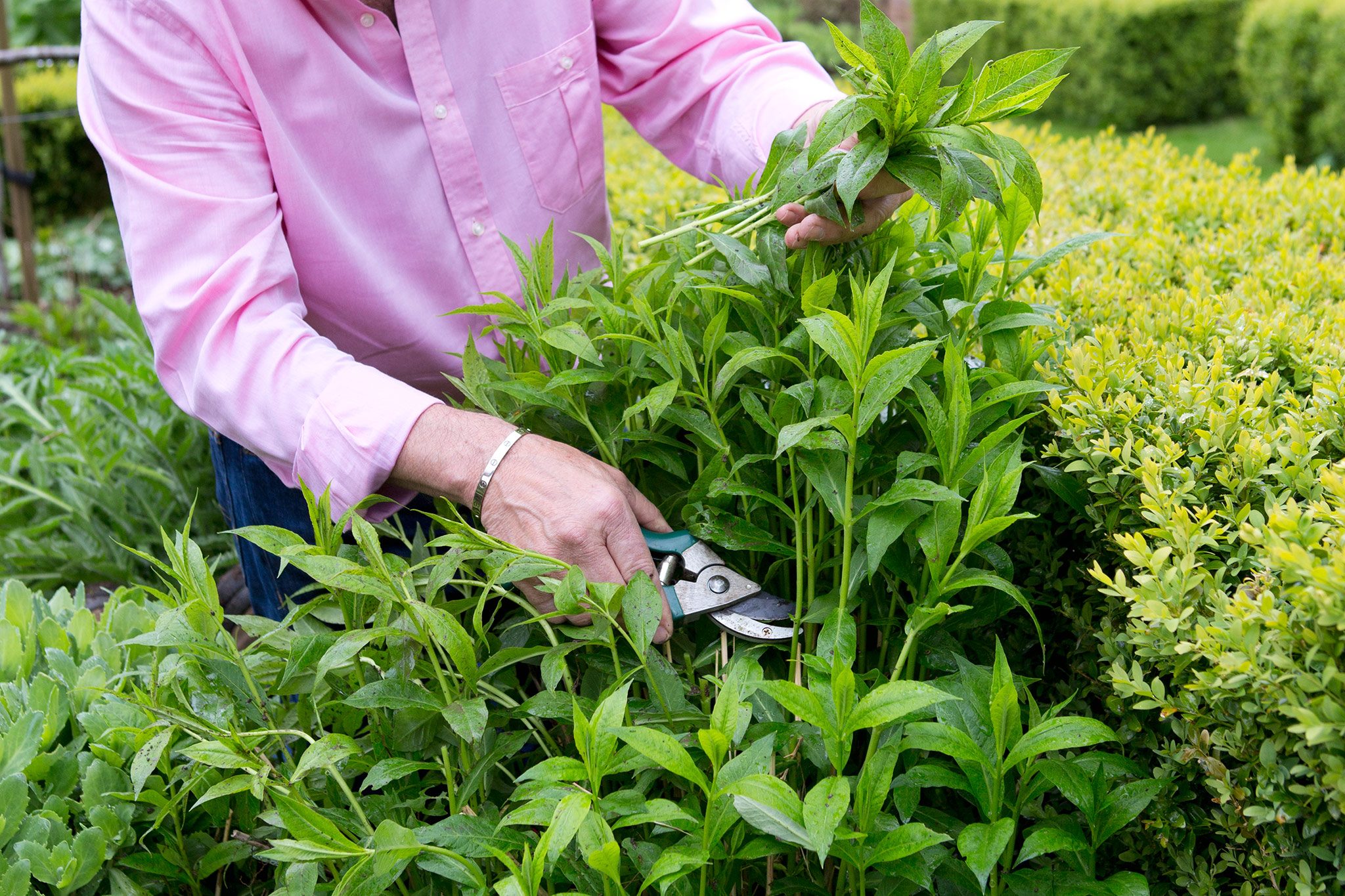 Chelsea Chop and Deadheading for More Perennial Blooms