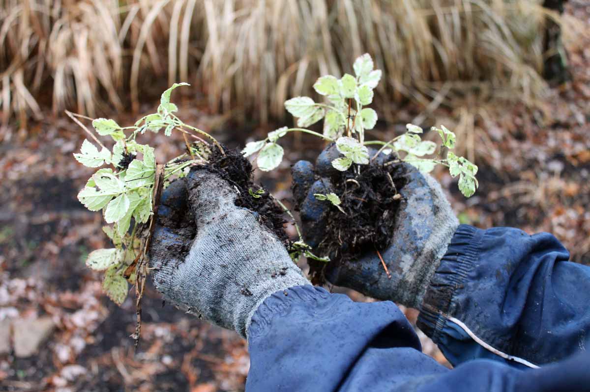 How to Divide Overgrown Perennials