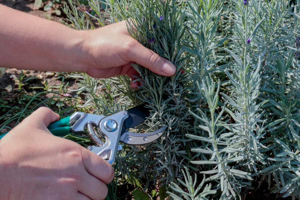 A gardener making a clean cut on a green perennial stem just above a leaf node with sharp hand pruners