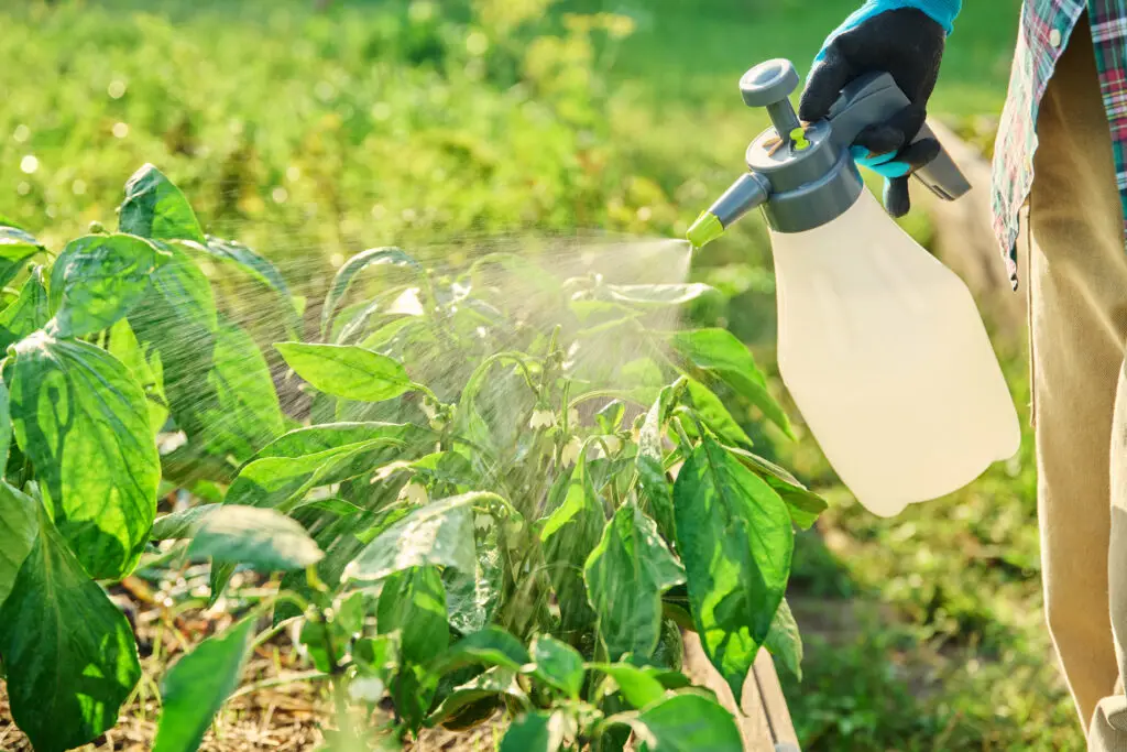 A gardener spraying an organic foliar treatment onto perennial leaves with a hand pump sprayer on a calm morning in a backyard garden