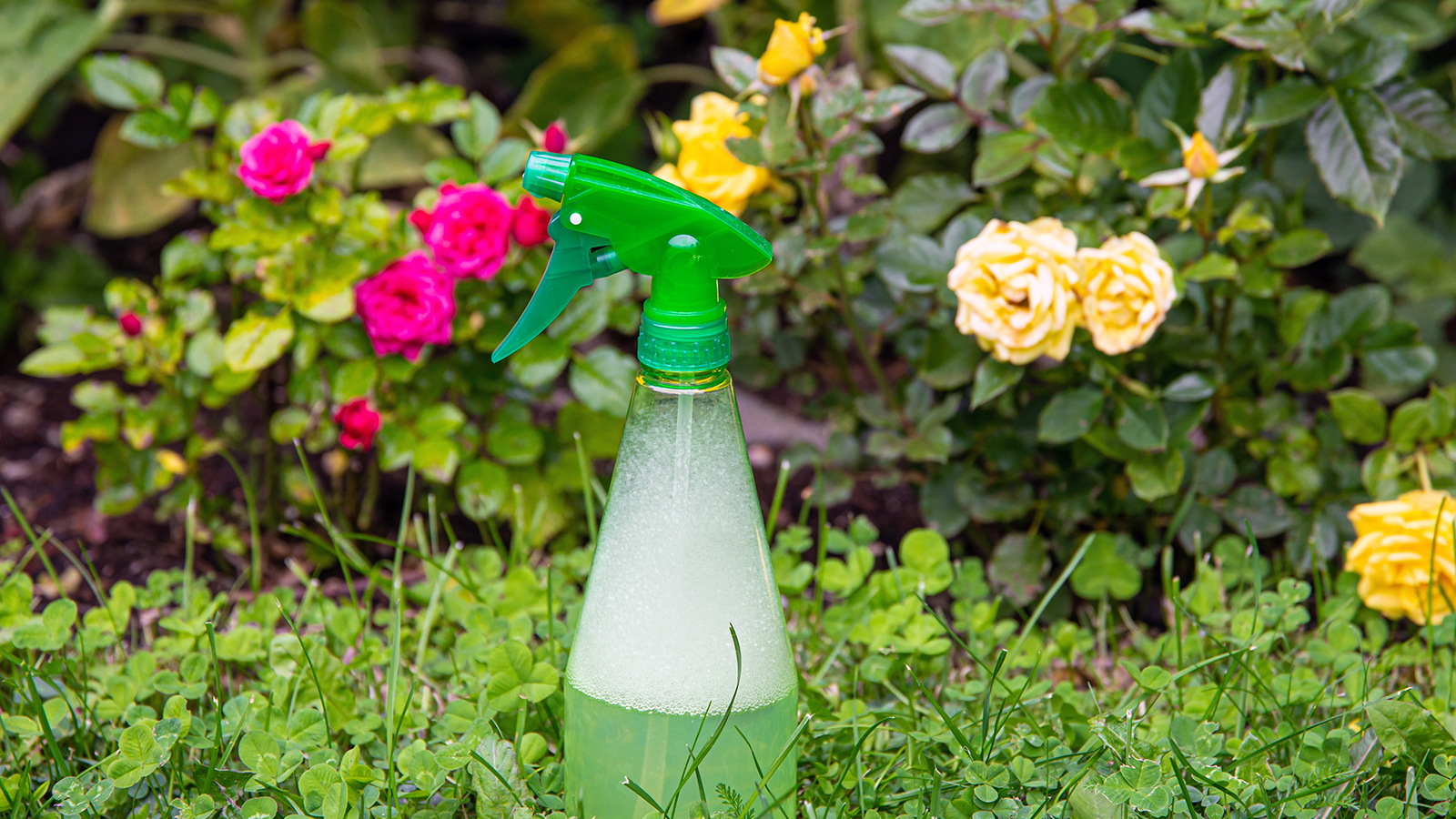 A gardener spraying insecticidal soap onto rose leaves in early morning light, aiming at the undersides of the foliage