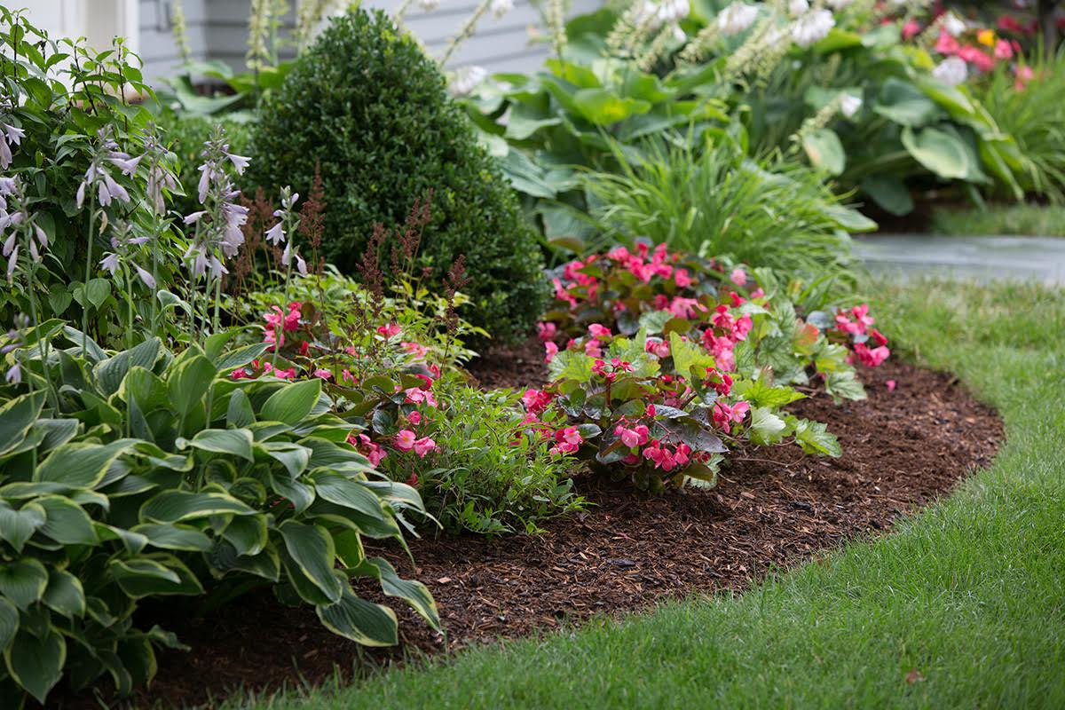 Weed Management in Perennial Beds