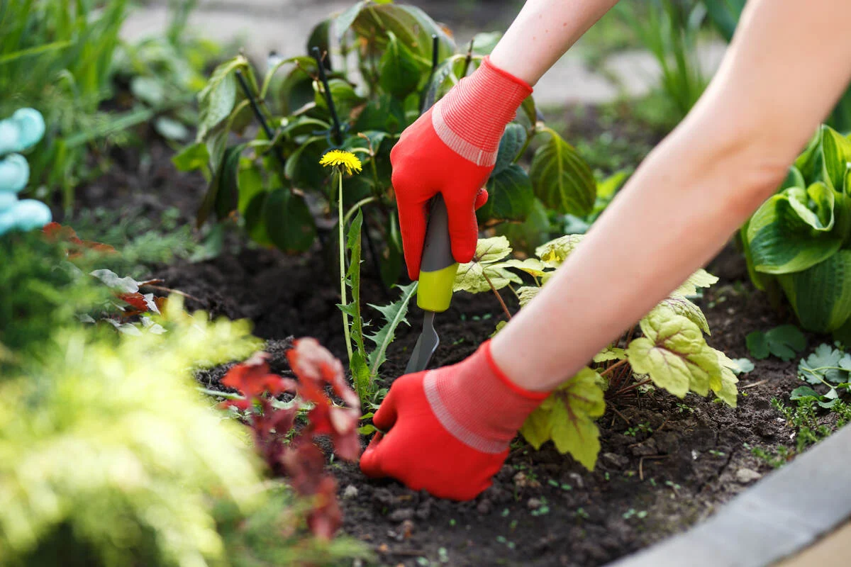 A gardener using a narrow hand weeder to lift a dandelion from moist soil beside established perennial foliage without disturbing nearby roots