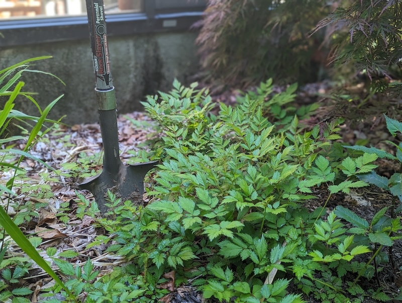 A gardener using a spade to divide a large astilbe clump on damp soil, showing separated sections with roots and buds