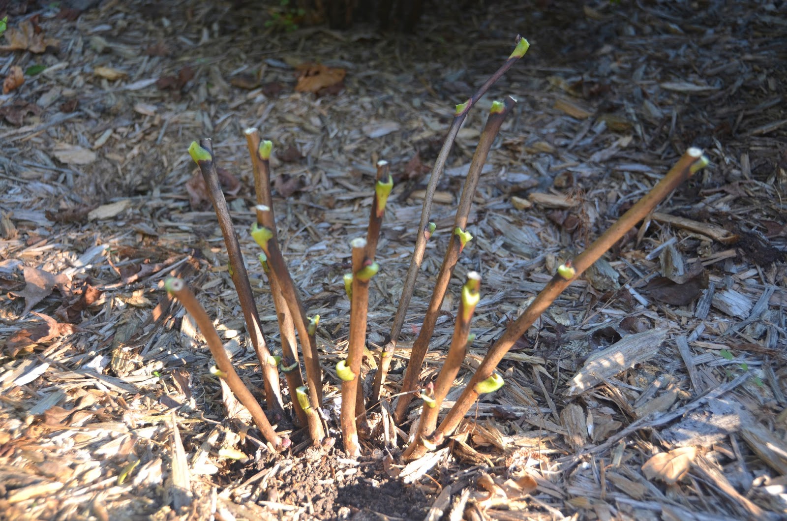 A gardener using clean hand pruners to cut herbaceous peony stems down to a few inches above the soil in late fall, with yellowing foliage on the plant