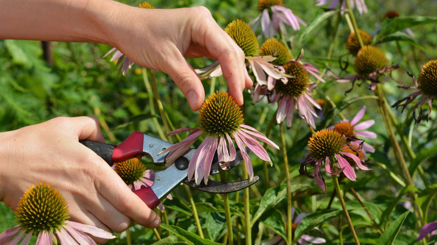 A gardener using hand pruners to deadhead a spent coneflower bloom, cutting the stem back to a set of leaves in a sunny perennial border