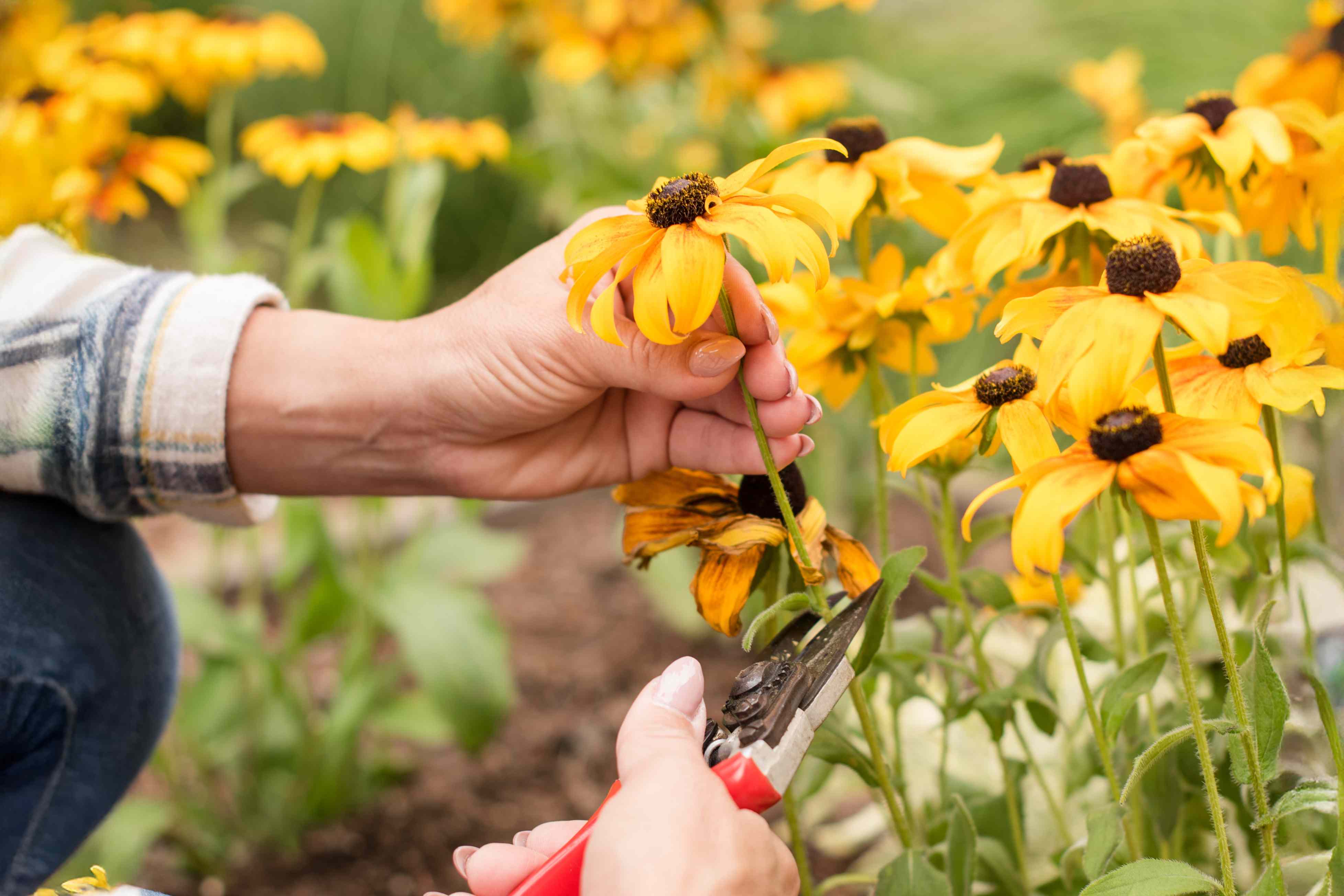 A gardener's hand using pruning snips to remove a faded black-eyed Susan flower stem above a set of healthy leaves in a summer garden