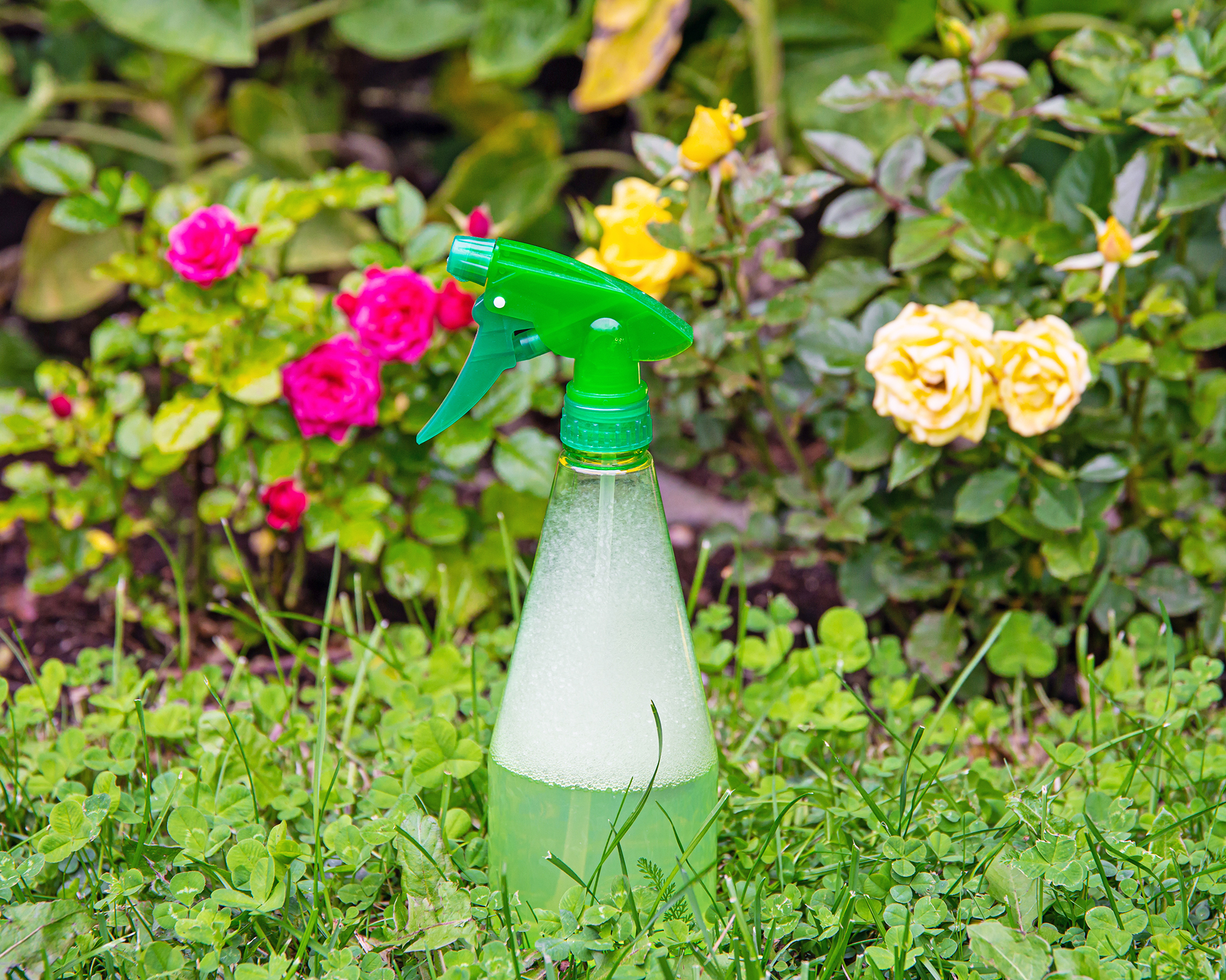 A gloved hand holding a pump sprayer while misting the leaves of a young perennial in a garden bed in early morning light