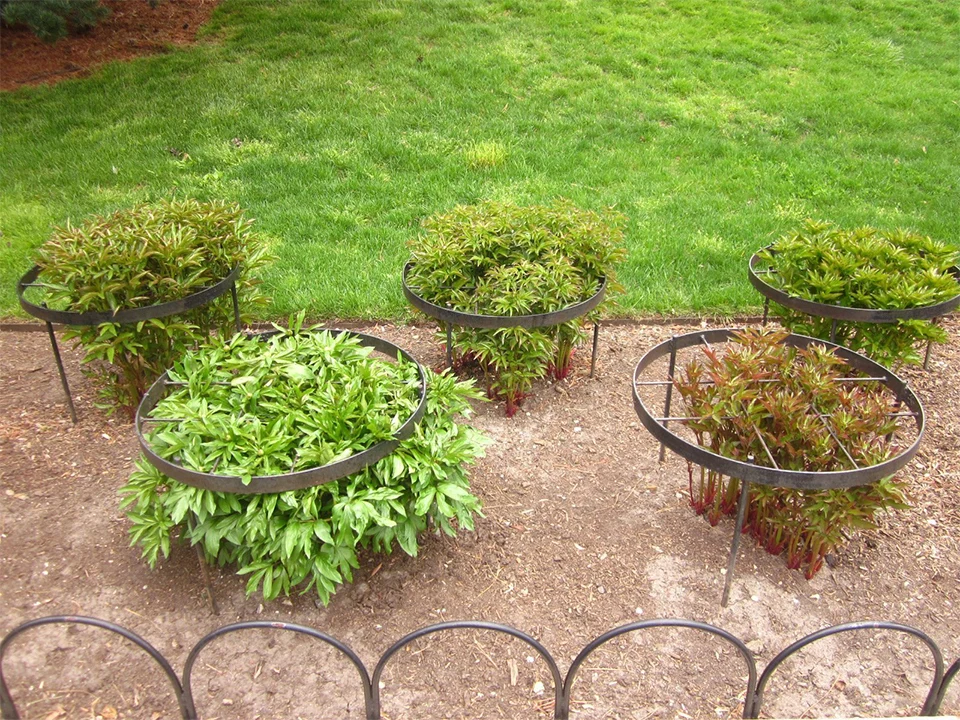 A green metal ring support placed around an emerging peony plant in spring, with stems growing up through the ring in a garden bed