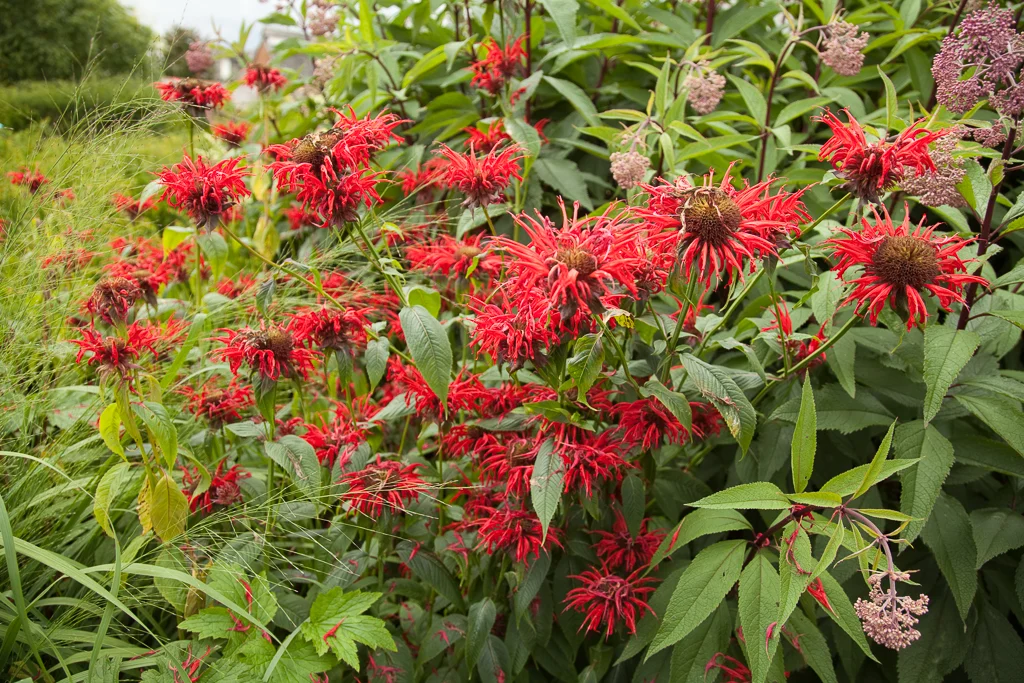 A healthy clump of Monarda 'Jacob Cline' with bright red flower heads and mostly clean green leaves in a sunny garden bed