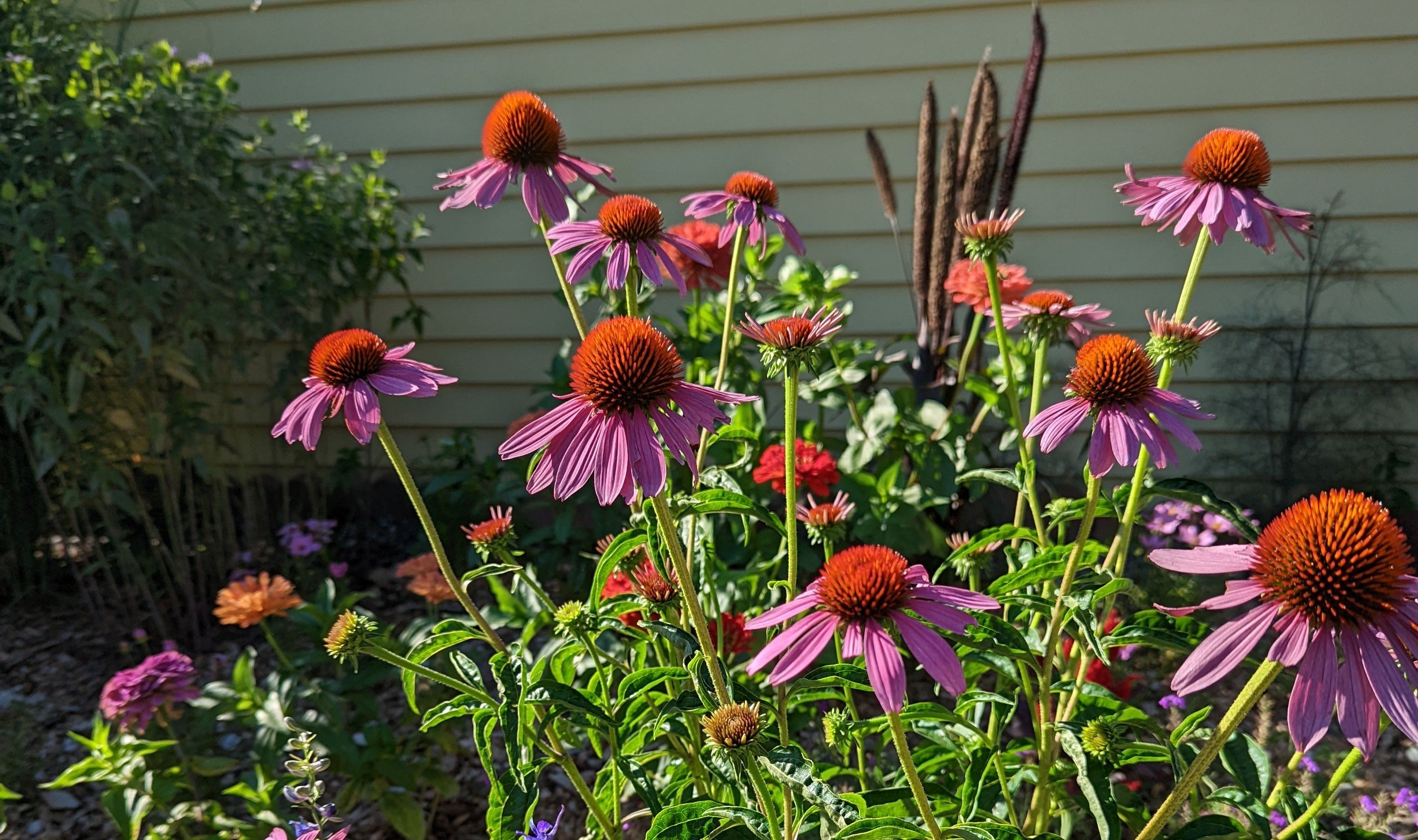 Echinacea Care 101: Planting and Growing Coneflowers