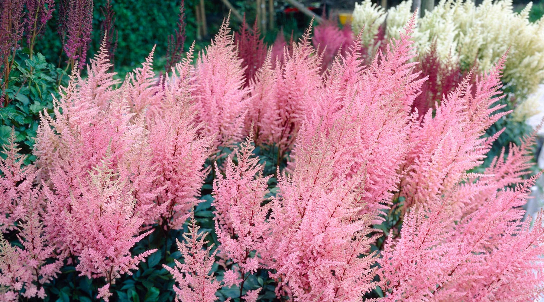 A mature astilbe plant in bloom with bright pink feathery plumes rising above glossy green foliage in a shady, consistently moist garden bed