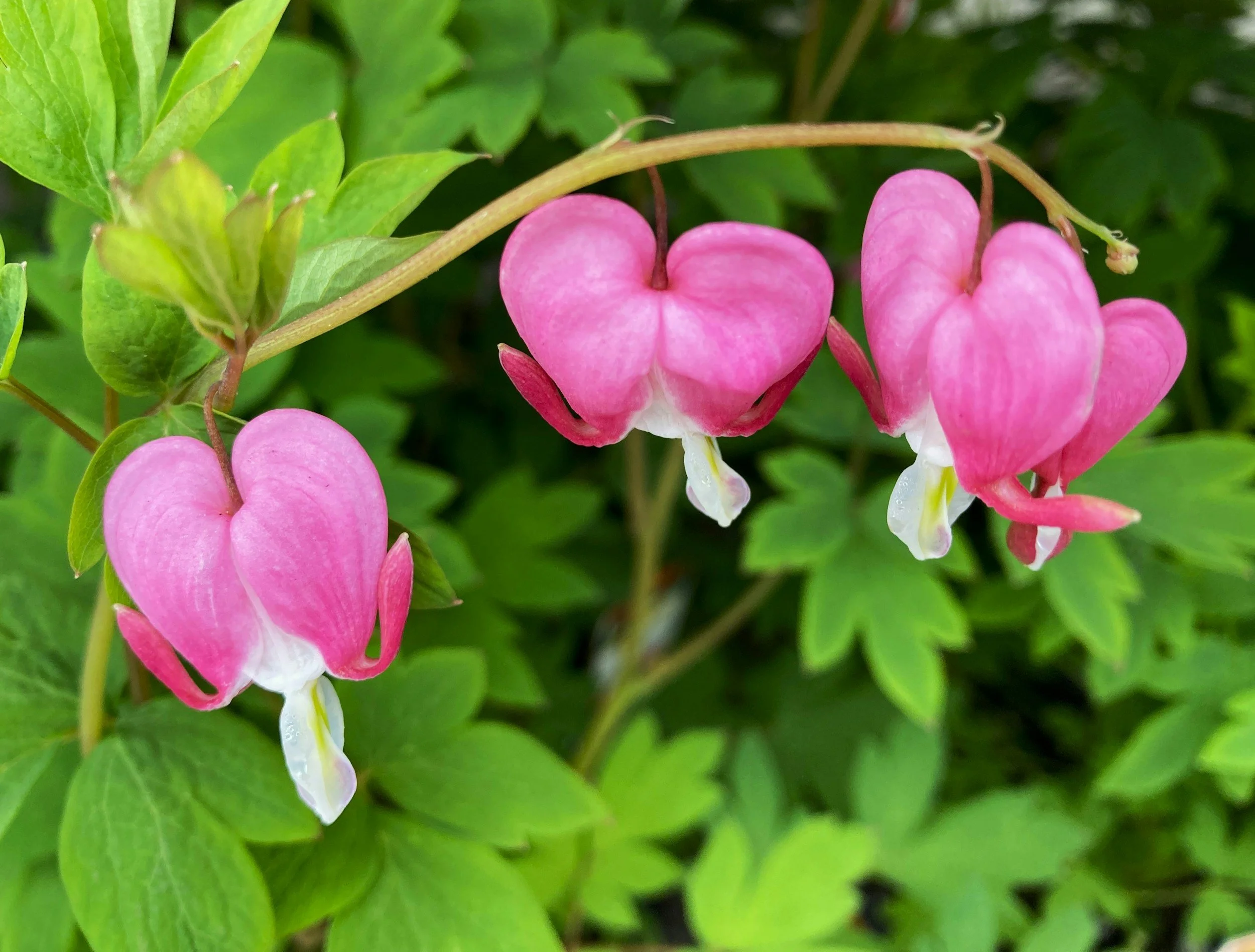 A mature bleeding heart plant with arching stems covered in pink heart-shaped flowers blooming in a shady garden bed