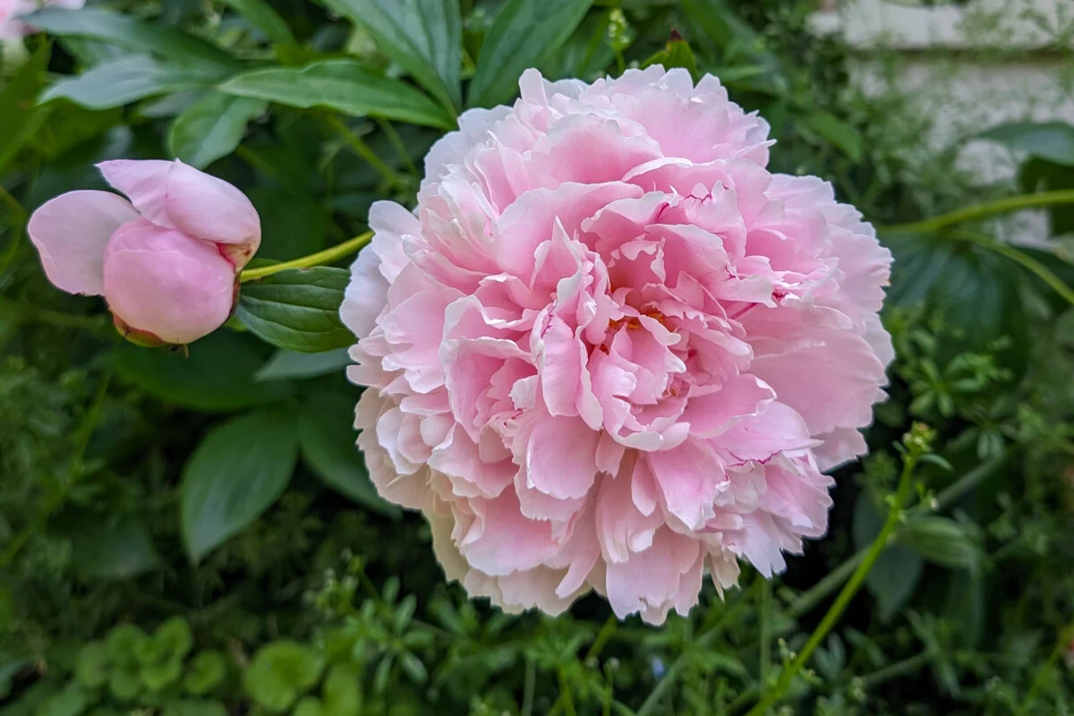 A mature herbaceous peony plant in bloom with large pink flowers beaded with raindrops, supported upright in a sunny garden bed