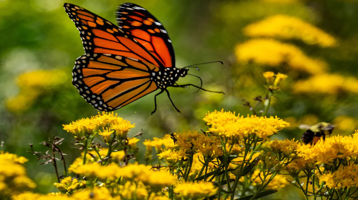 A monarch butterfly feeding on purple aster flowers with goldenrod blooming nearby in a sunny autumn garden