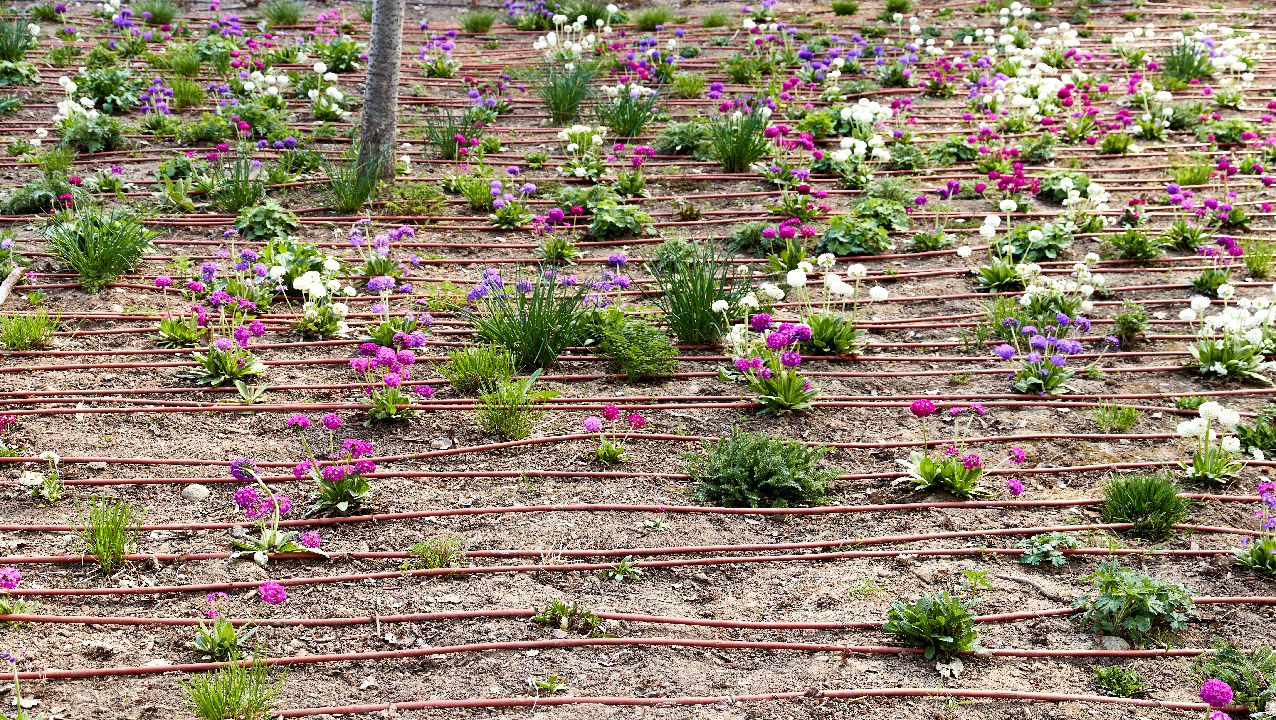 Watering Perennial Gardens for Deep Roots and Easy Drip Irrigation