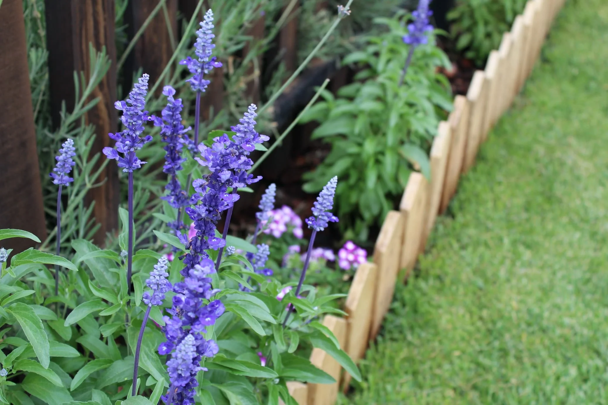Narrow Perennial Border Designs