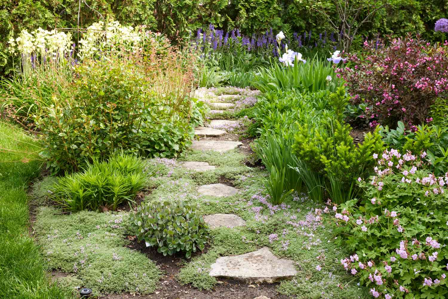 A narrow stepping stone path winding through a dense cottage garden border with flowering perennials brushing the stone edges