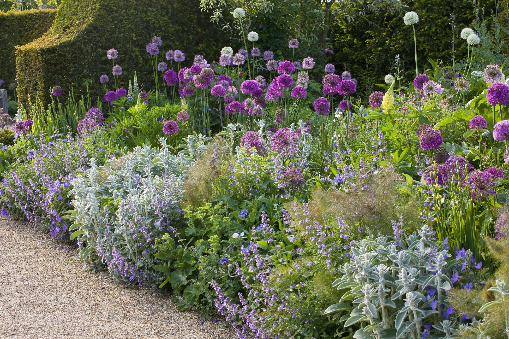 A perennial bed dominated by purple and lavender blooms, including salvia flower spikes and allium globes, with layered green foliage in soft evening light
