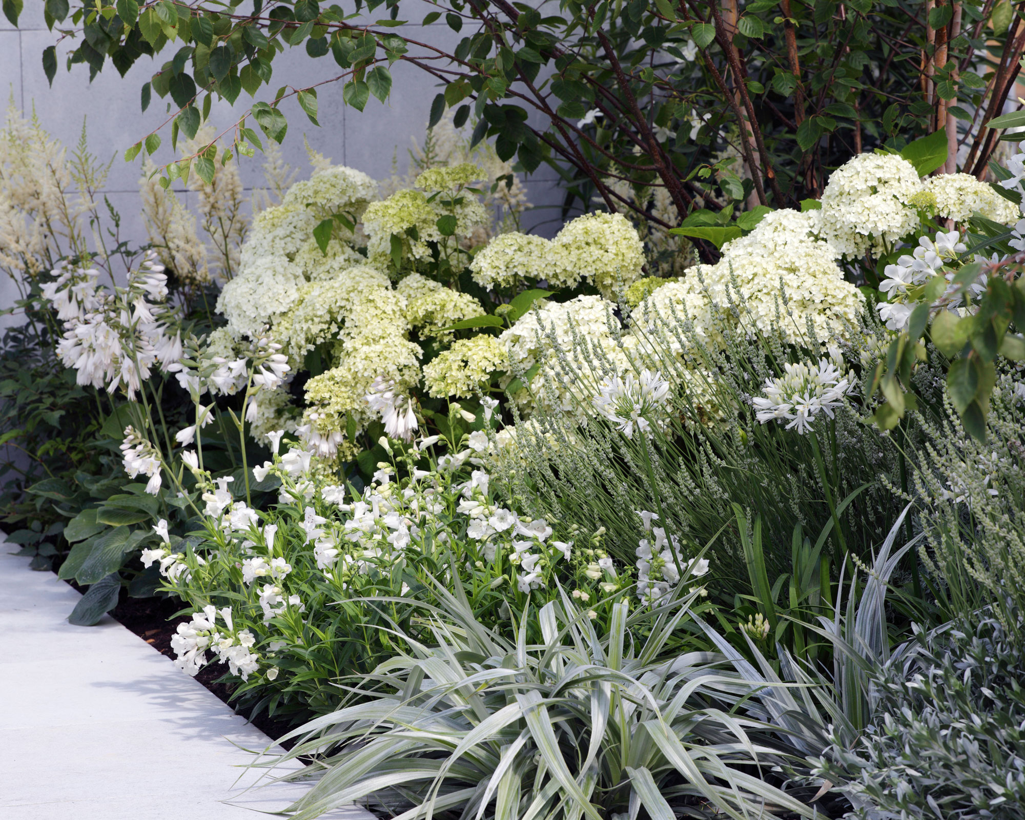 A perennial border featuring white and creamy flowers with lush green foliage and a few ornamental grasses in bright morning light