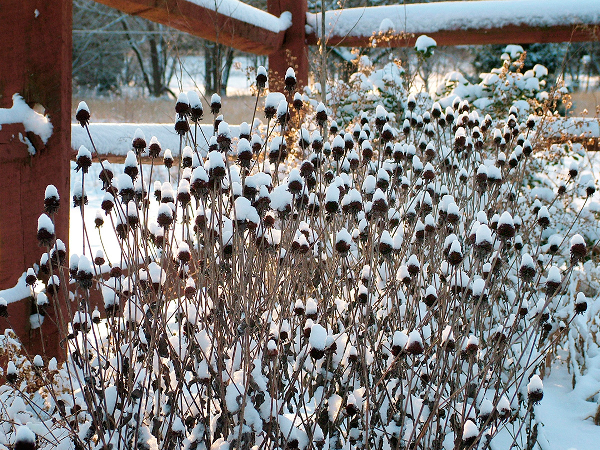 A perennial garden bed in late fall with standing seedheads and ornamental grasses providing structure above a light layer of fallen leaves