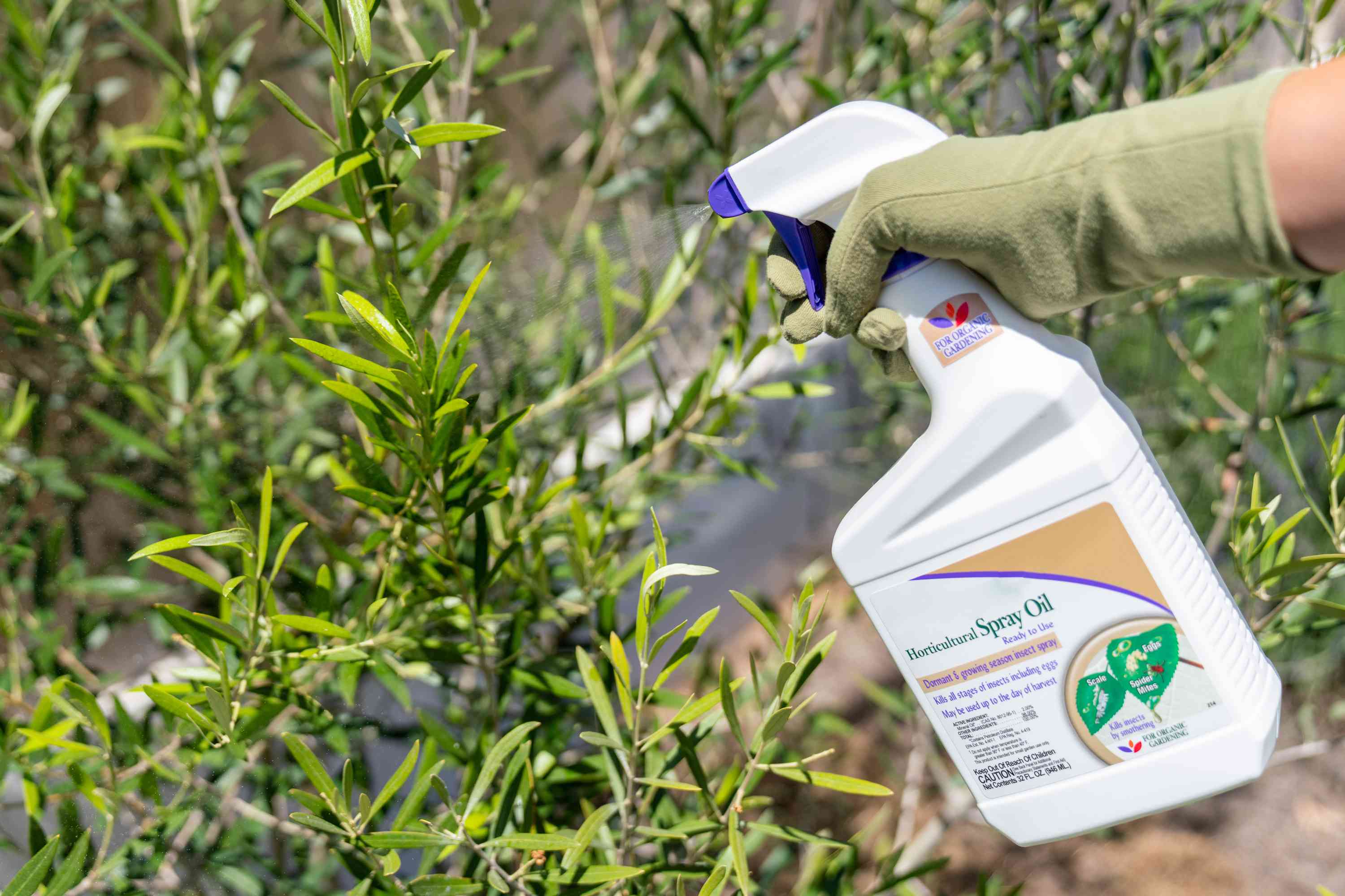 A photograph of a gardener spraying horticultural oil onto the underside of perennial leaves with a handheld pump sprayer in a sunny garden bed