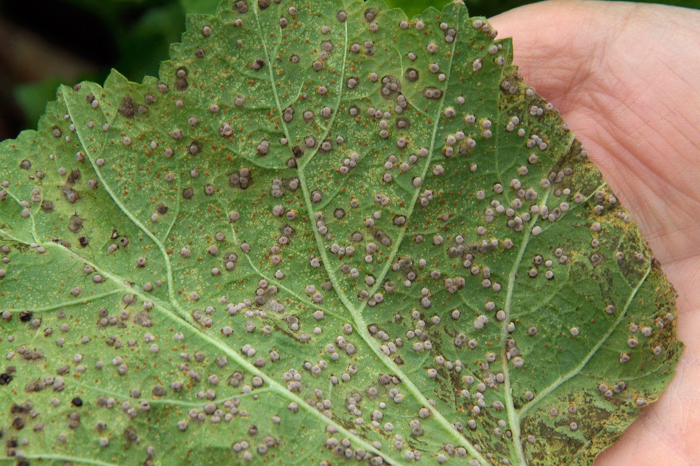 A real garden photograph of hollyhock leaves turned over to show clusters of bright orange rust pustules on the undersides